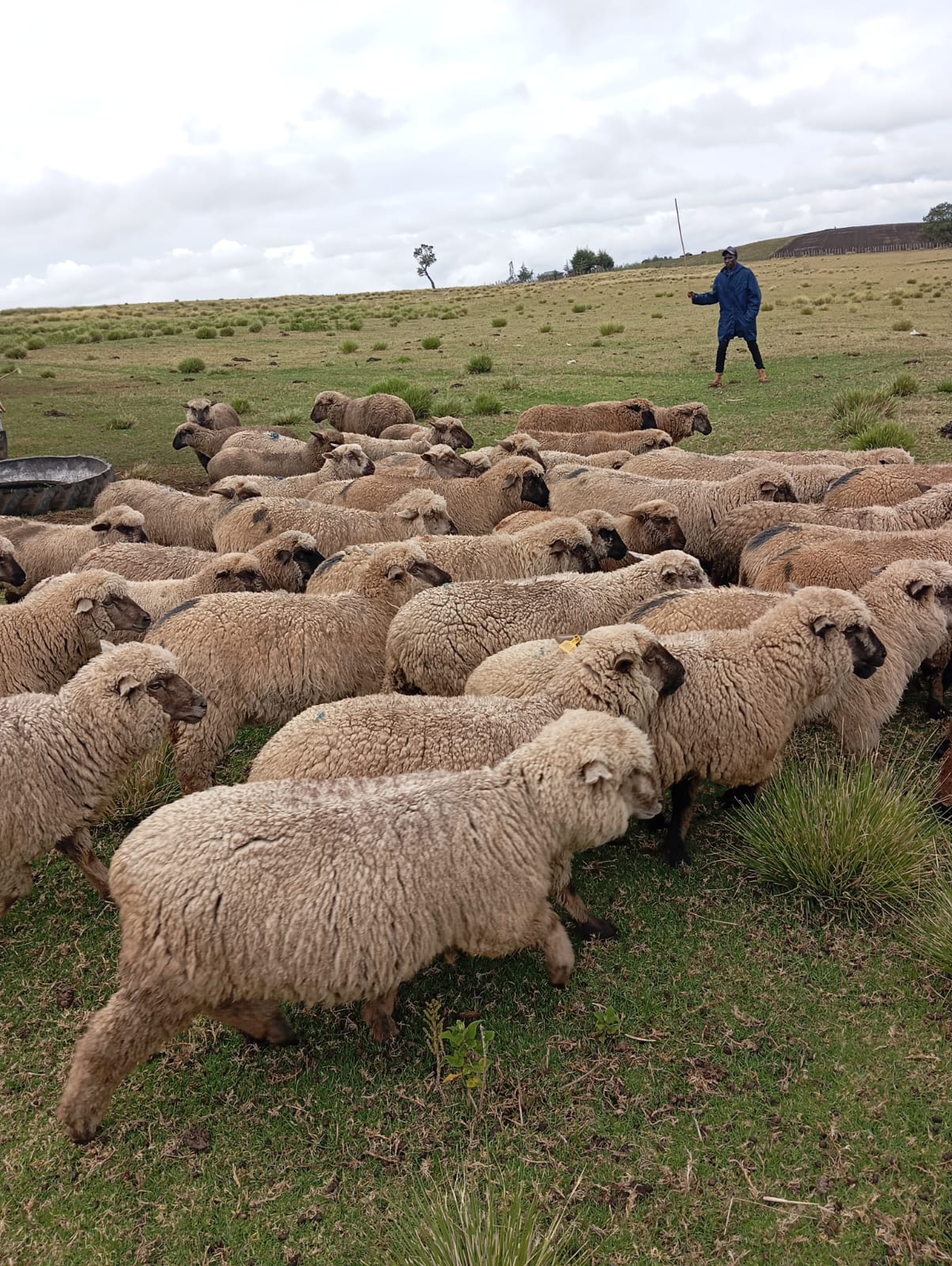 Highland farmland
