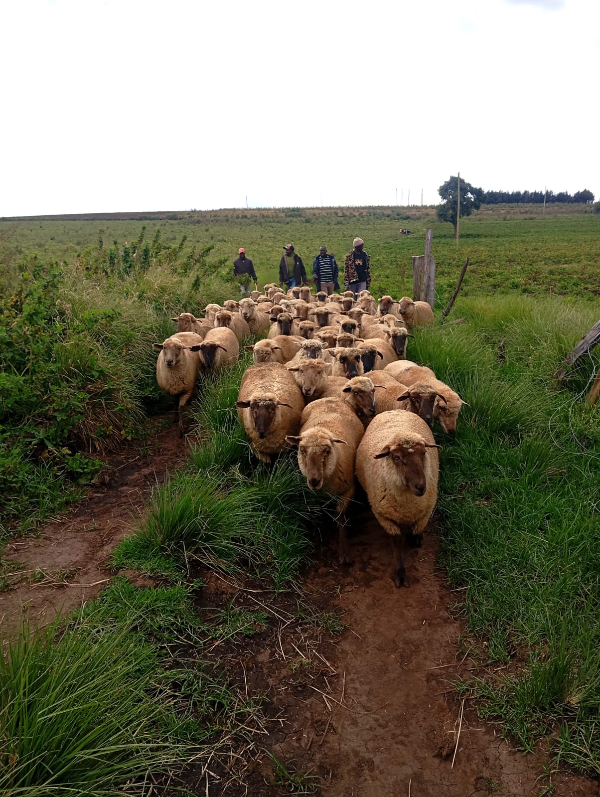 Dorper breeding stock