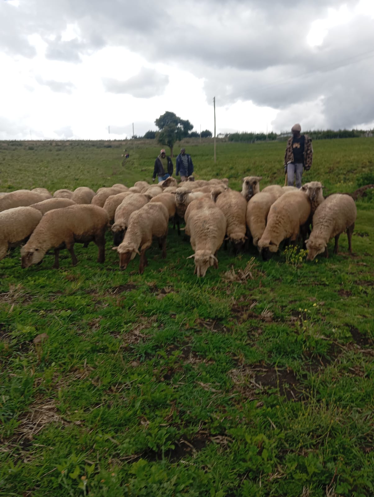 Agri-tourism at Skyler-Fel