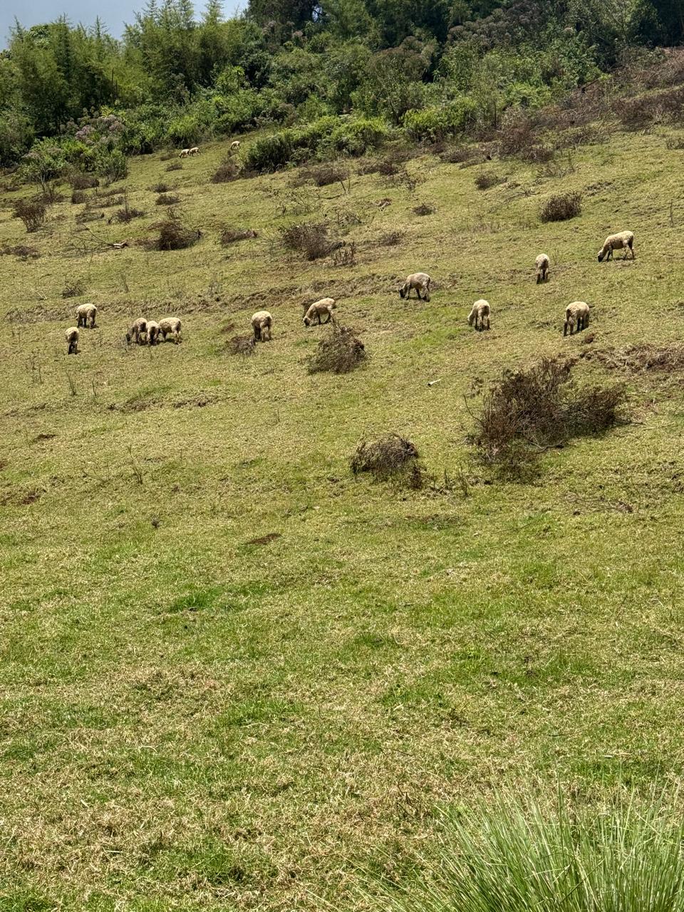 Wool bales