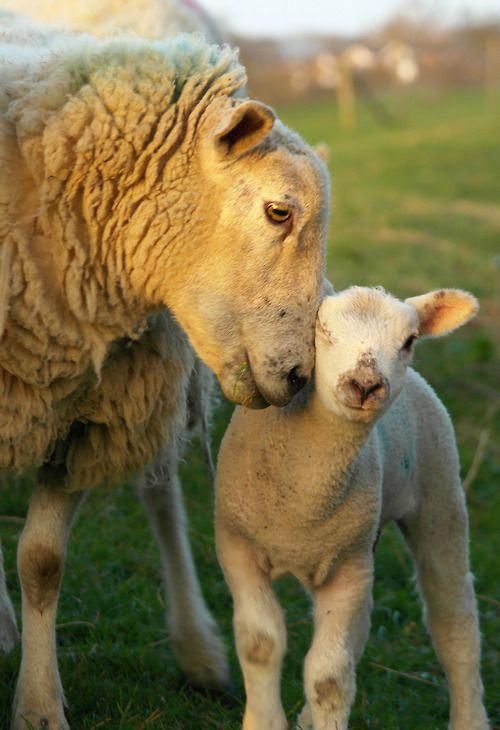 Boran sheep grazing