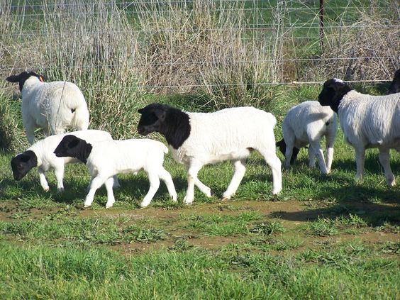 Dorper rams