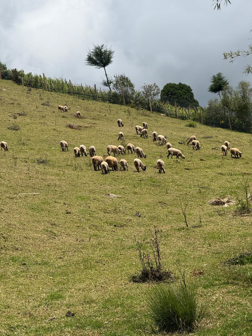 Pasture rotation