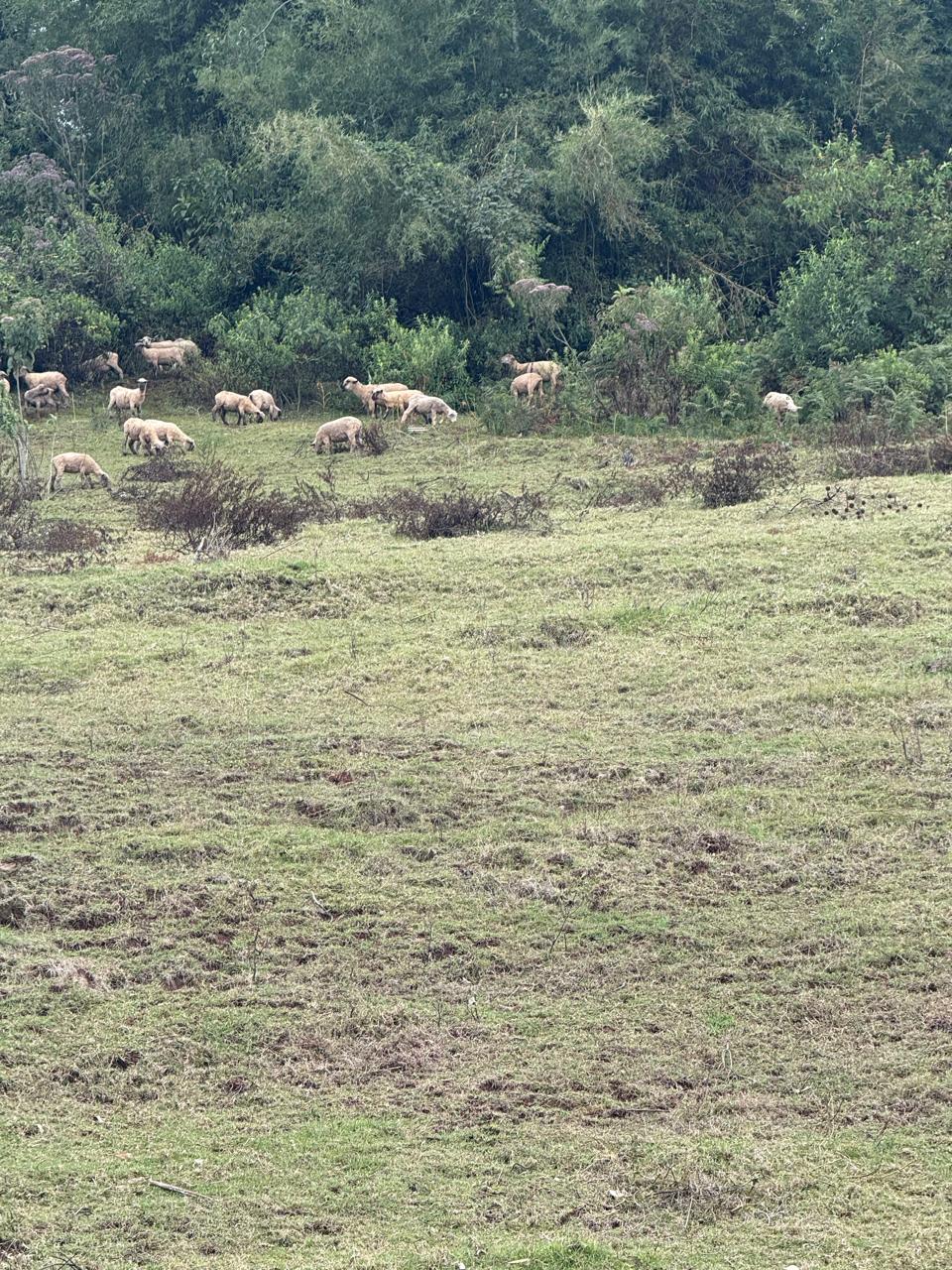 Merino fleece