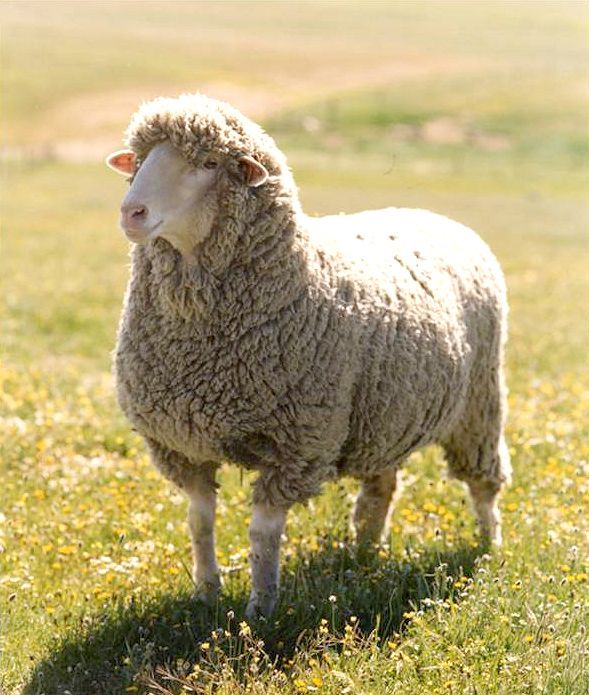 Rolling green pasture with sheep