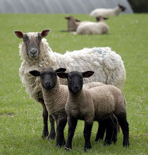 Lamb meat cuts