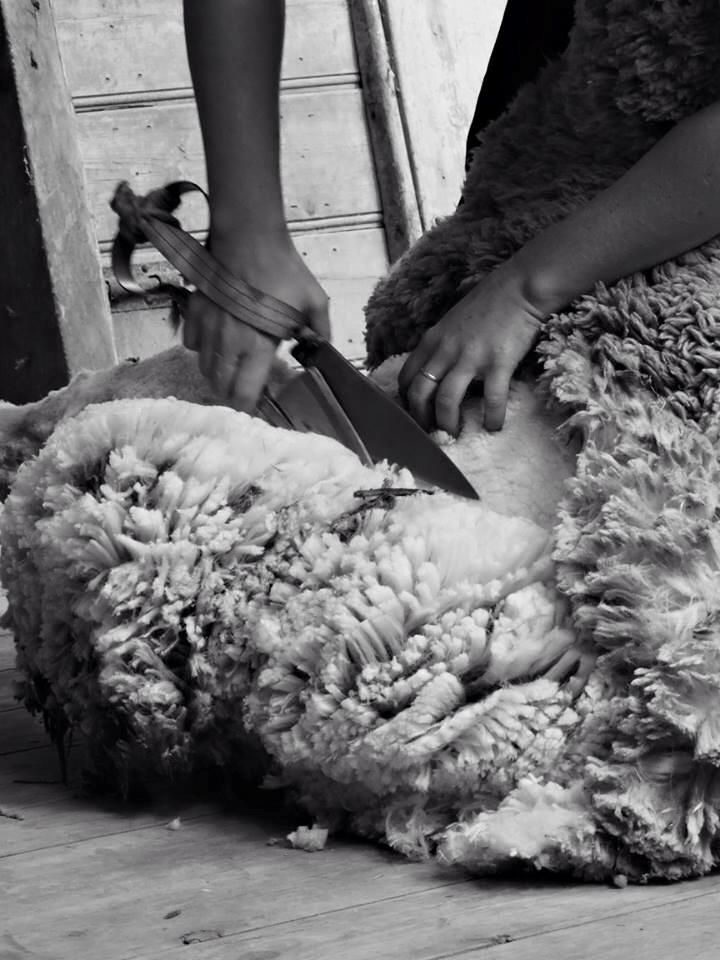 Shearing season