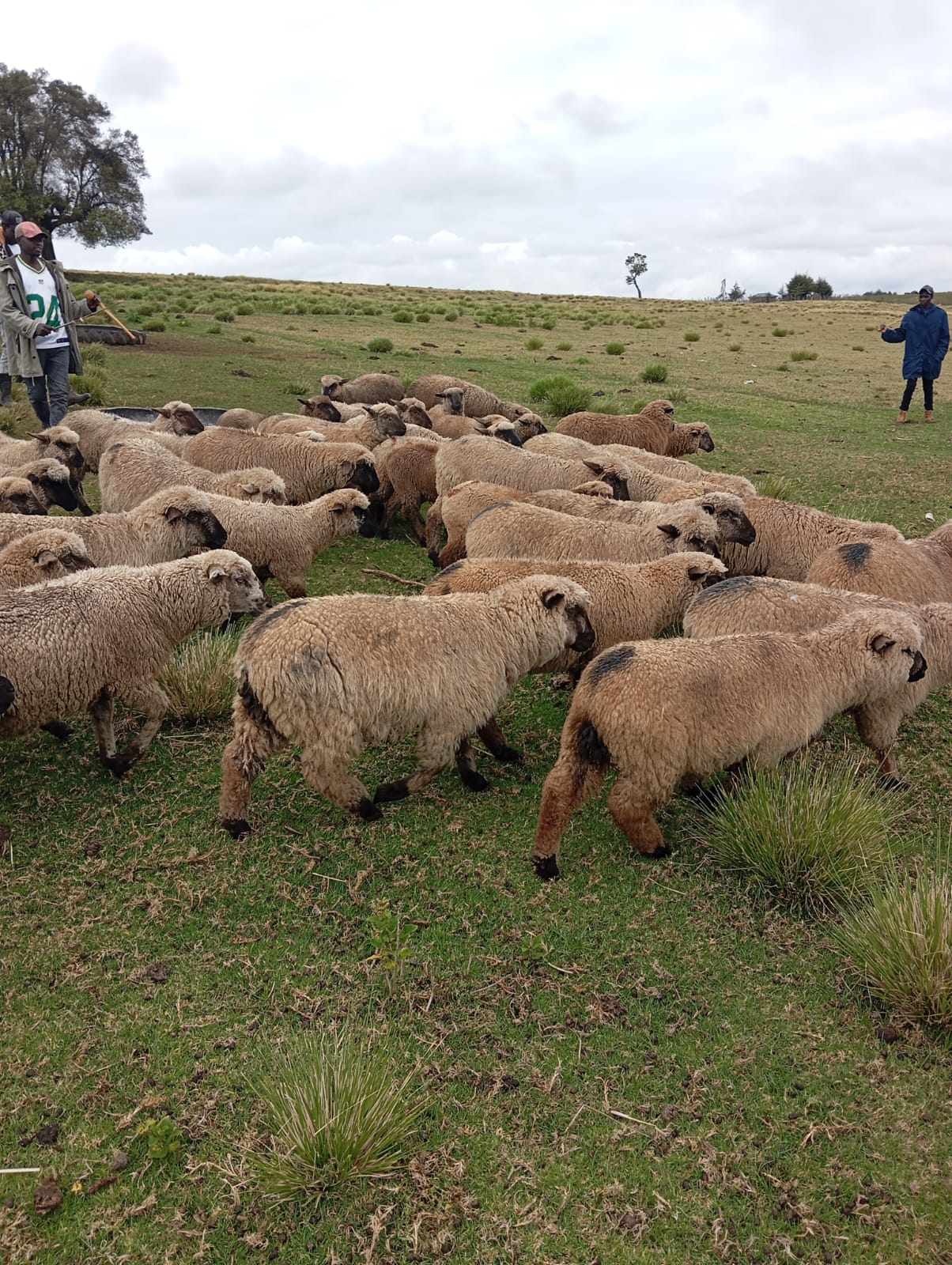 Dorper sheep on farm
