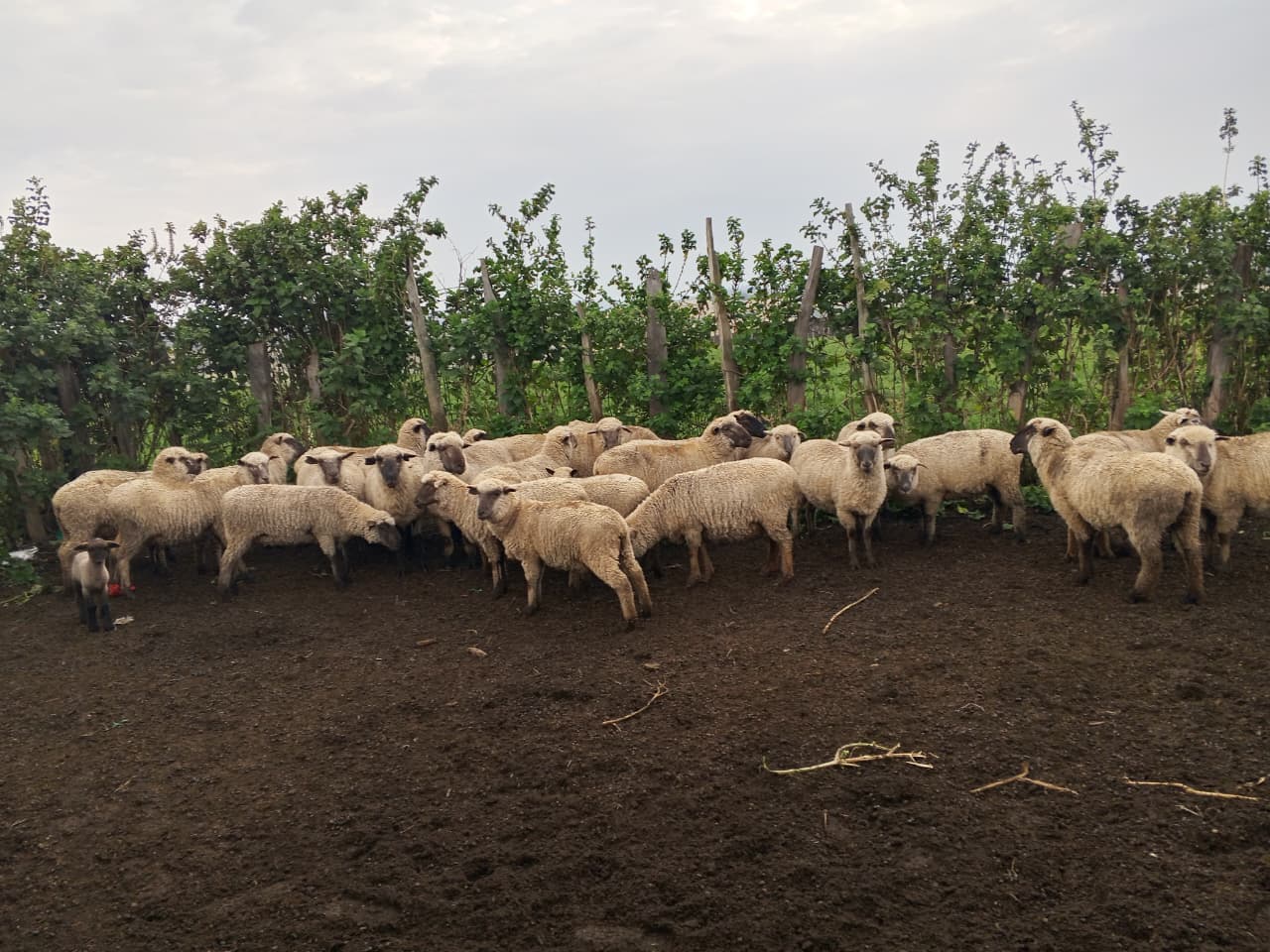 Shepherd with flock